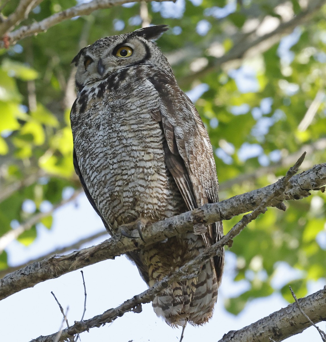 Great Horned Owl - ML618327695