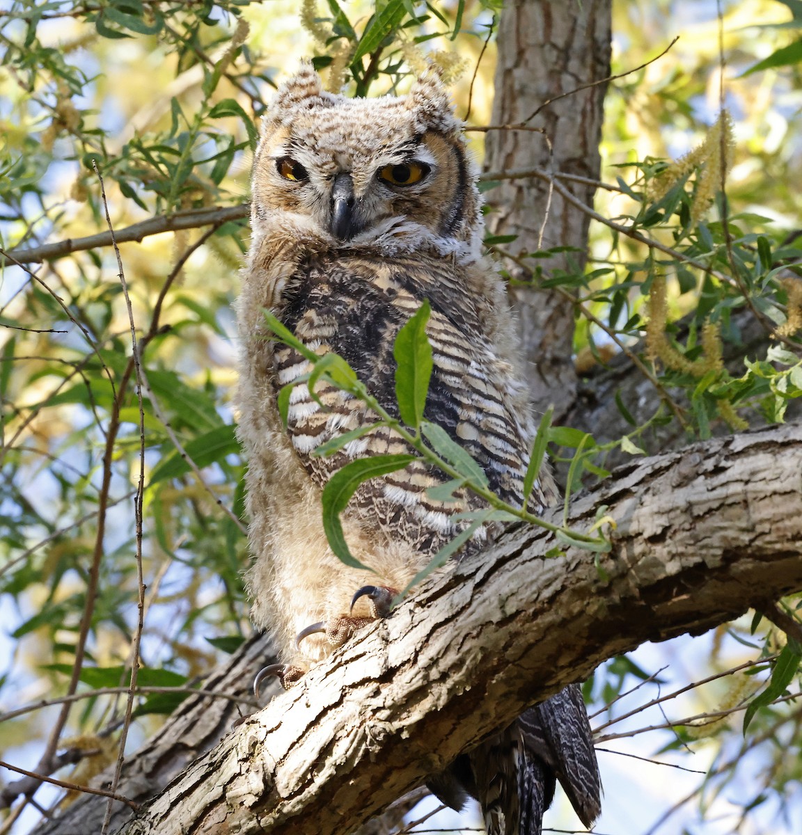 Great Horned Owl - ML618327696
