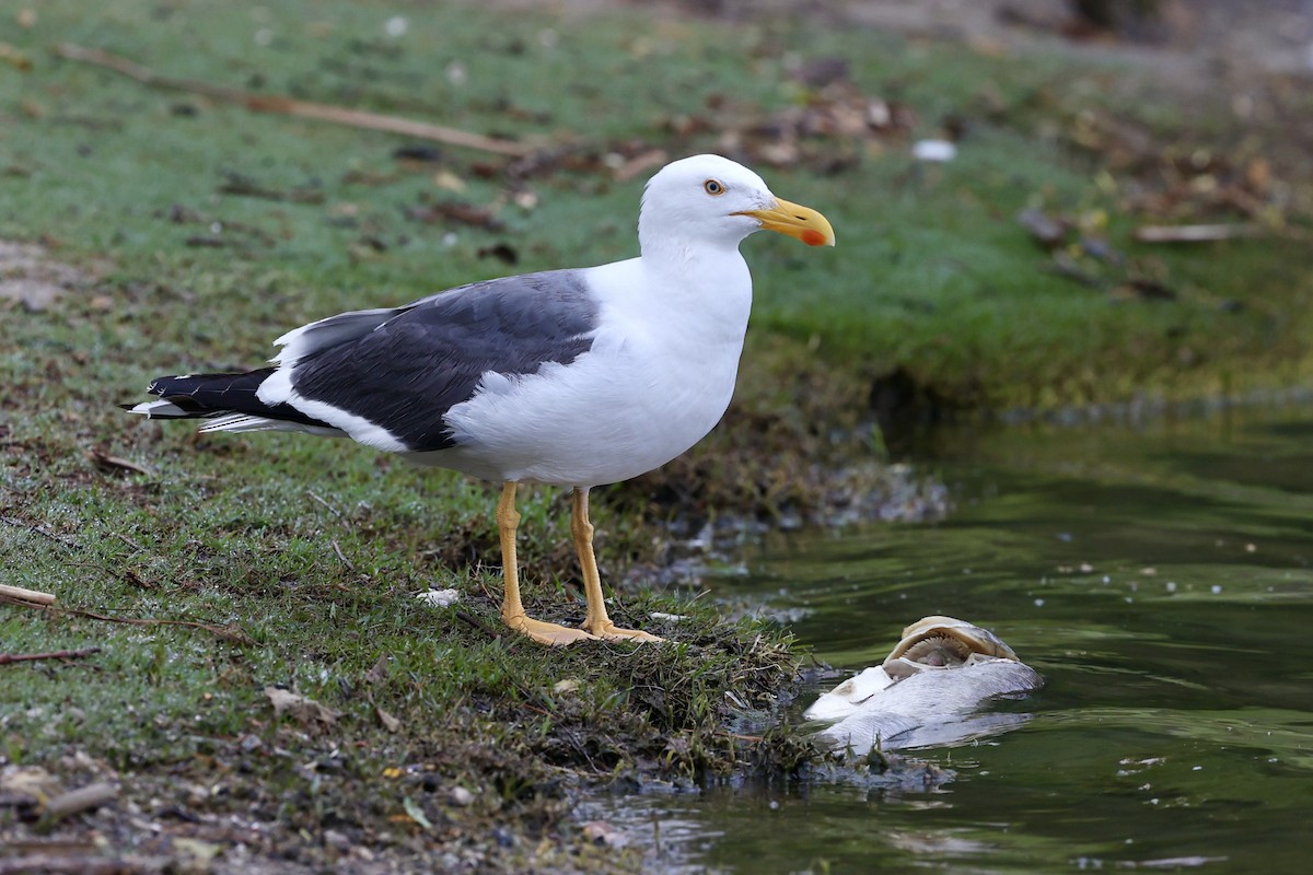 Yellow-footed Gull - ML618327699