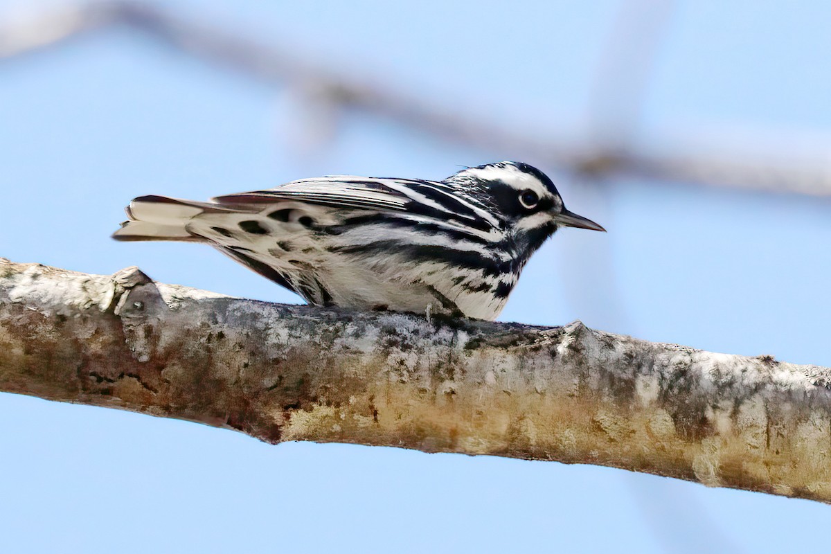 Black-and-white Warbler - ML618327716
