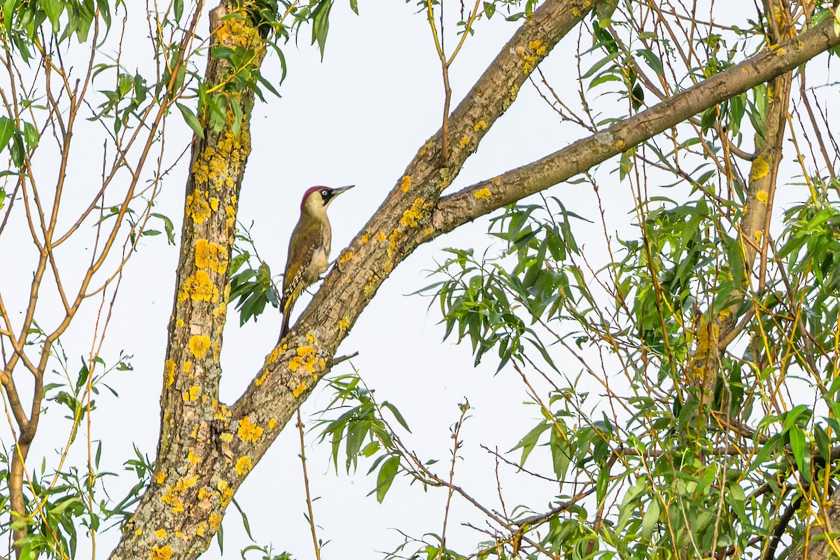 Eurasian Green Woodpecker - ML618327717