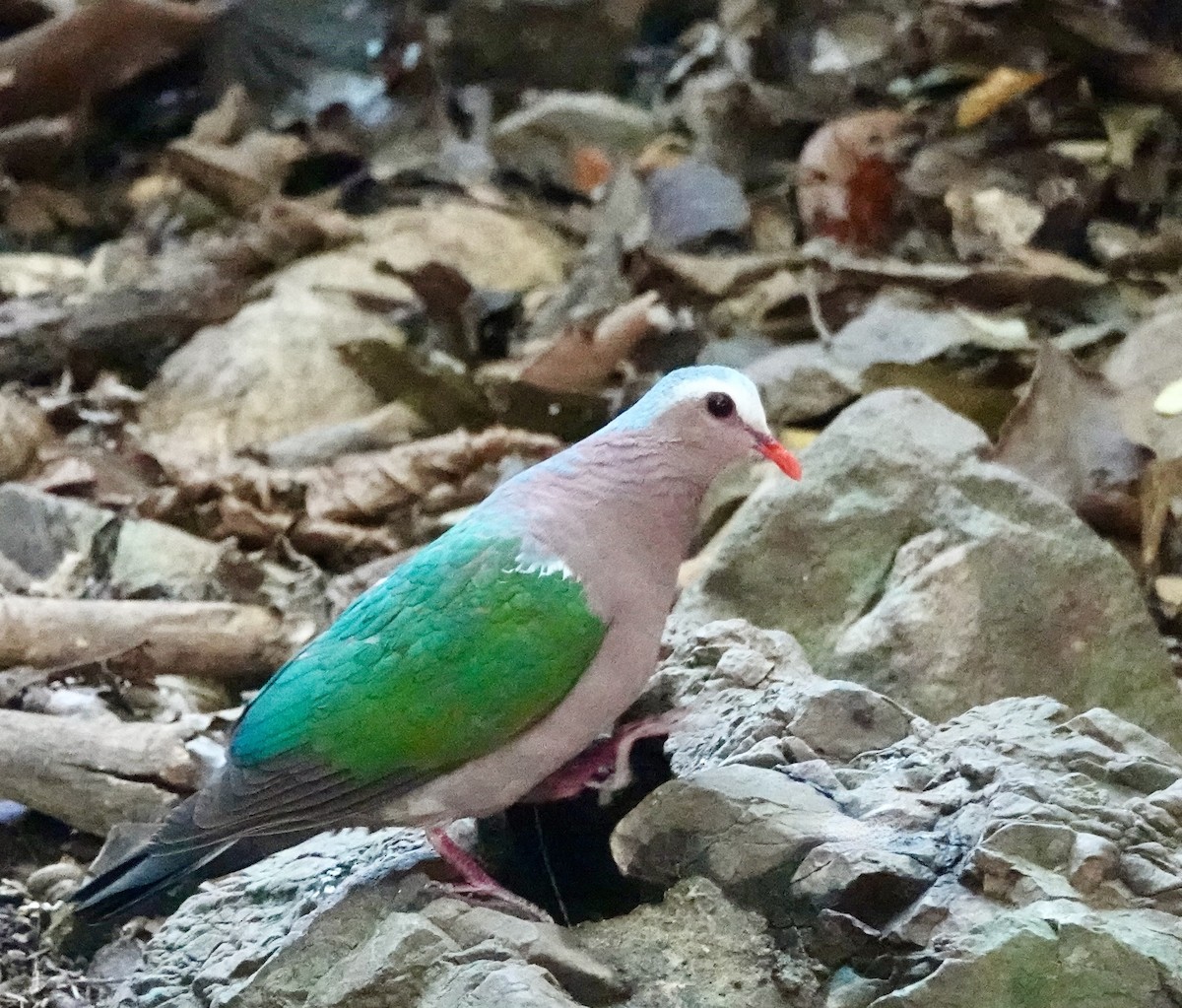 holub zelenokřídlý - ML618327723