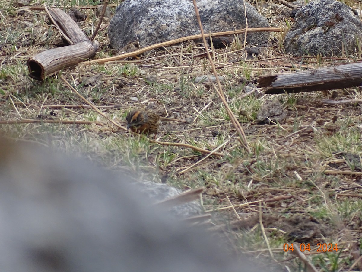 Rufous-breasted Accentor - ML618327743