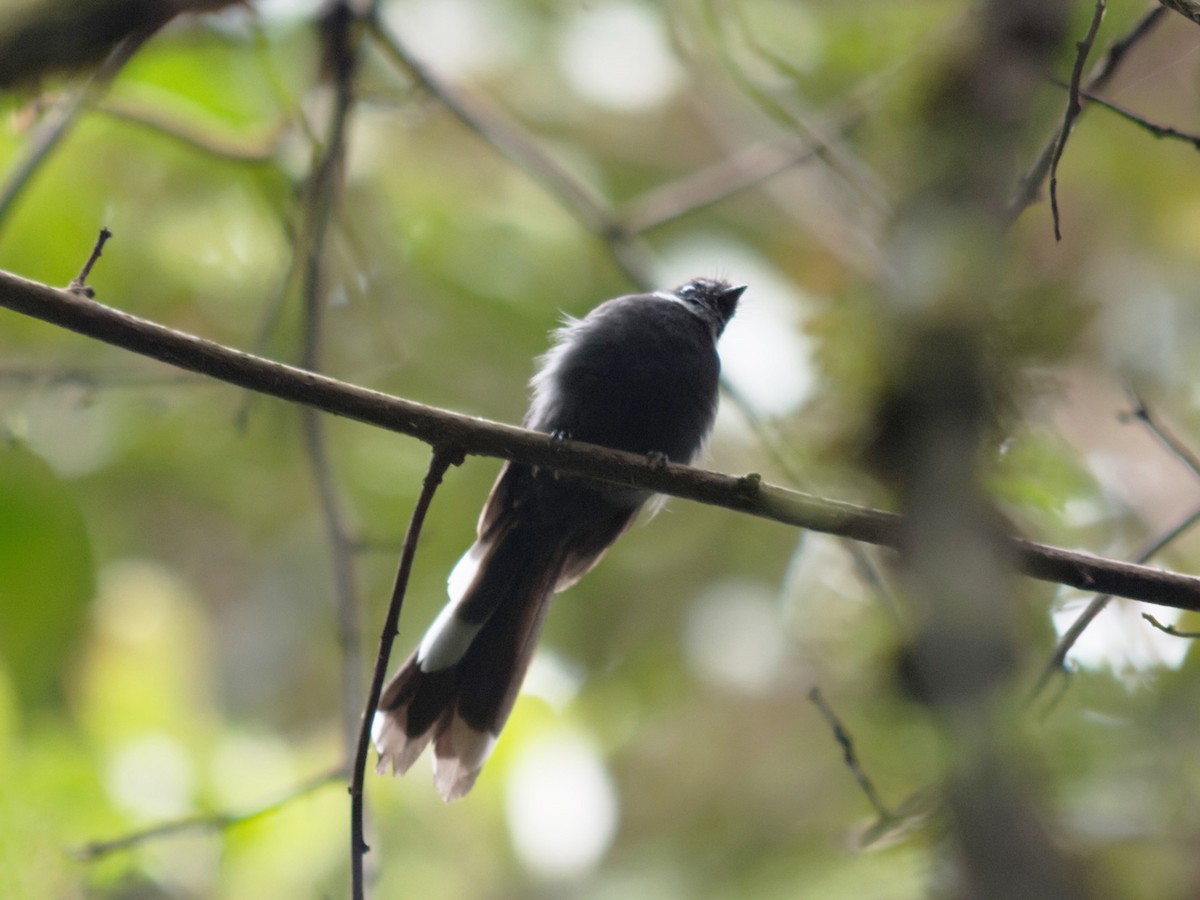 White-throated Fantail - ML618327776