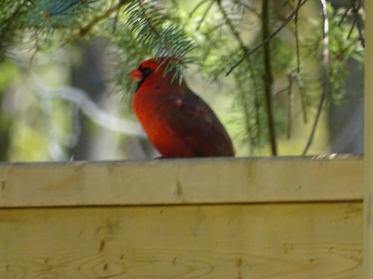 Cardinal rouge - ML618327791