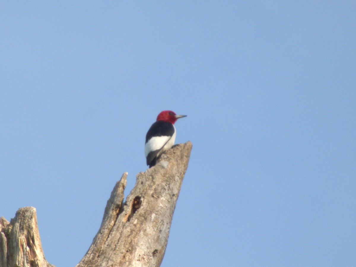 Red-headed Woodpecker - Ken Andrews