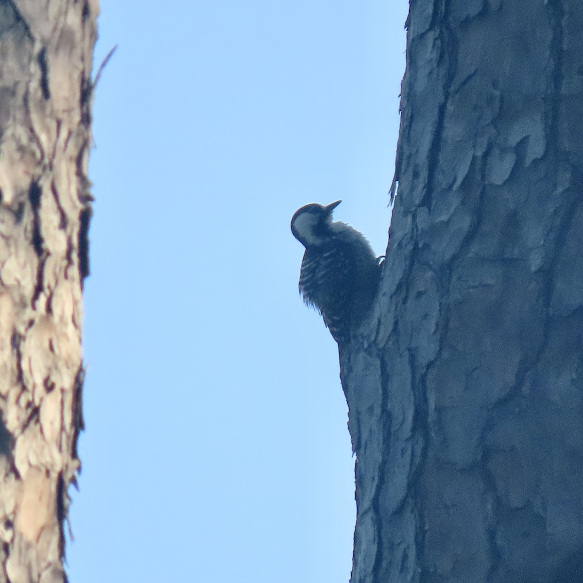 Red-cockaded Woodpecker - ML618327858