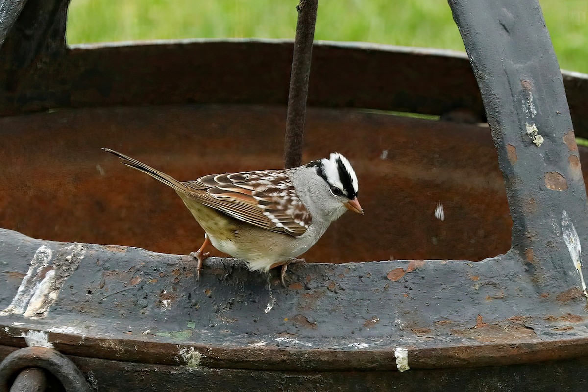 White-crowned Sparrow - ML618327865