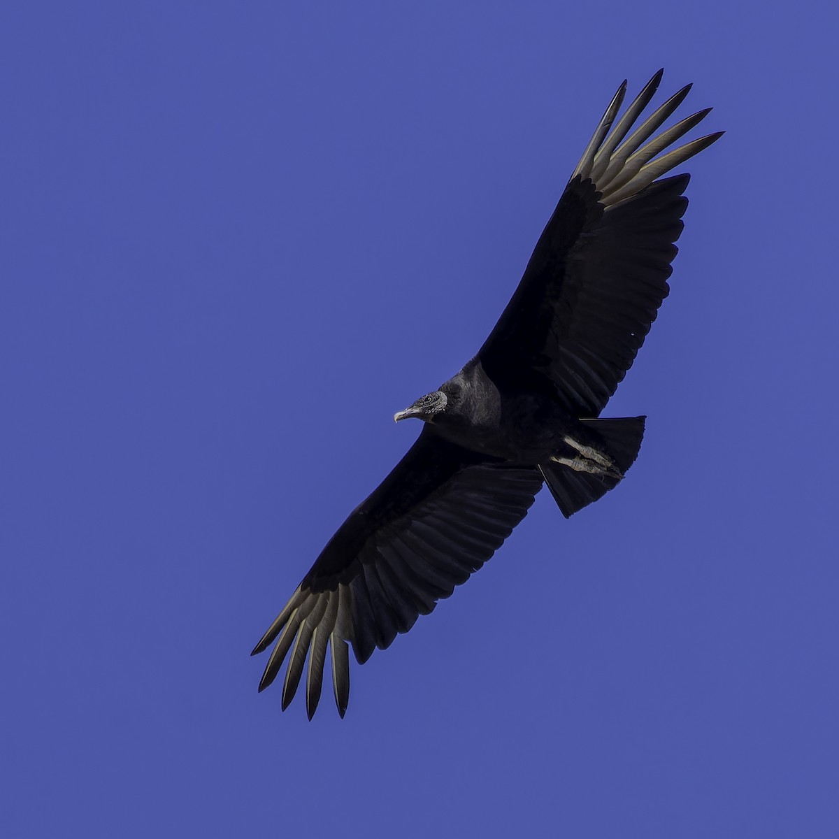 Black Vulture - ML618327889