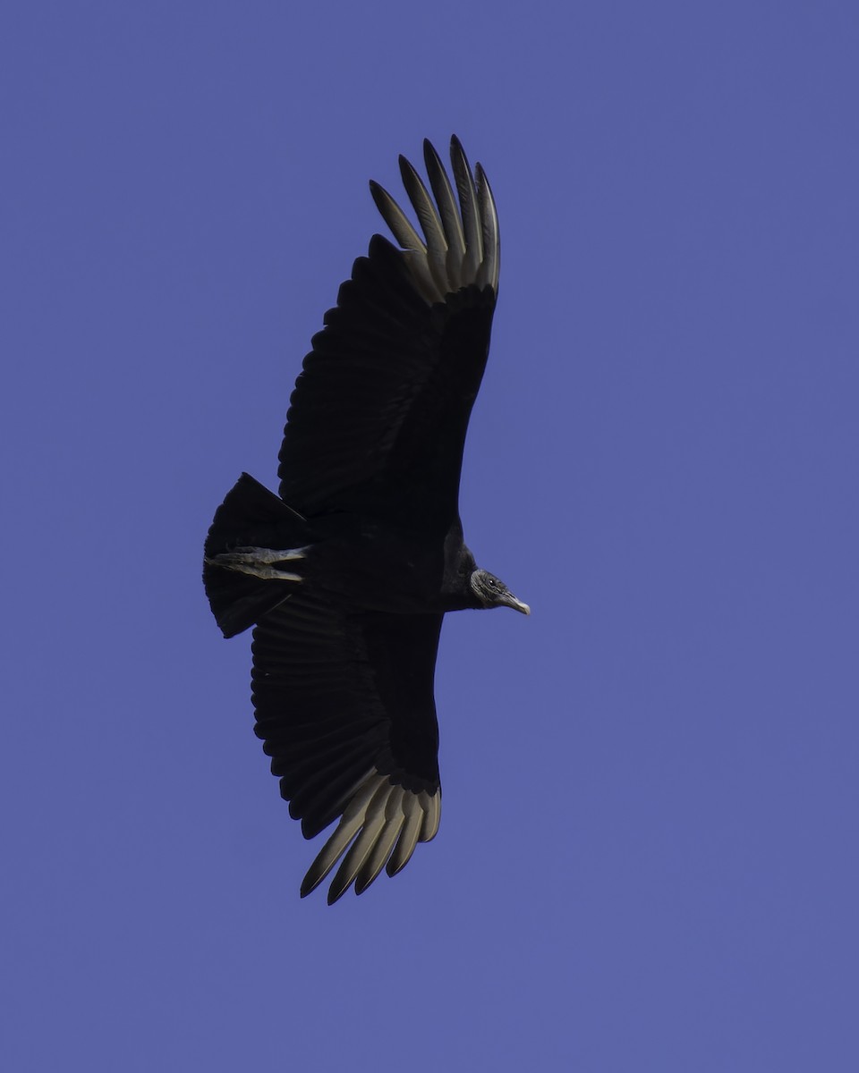 Black Vulture - Trip Thienemann