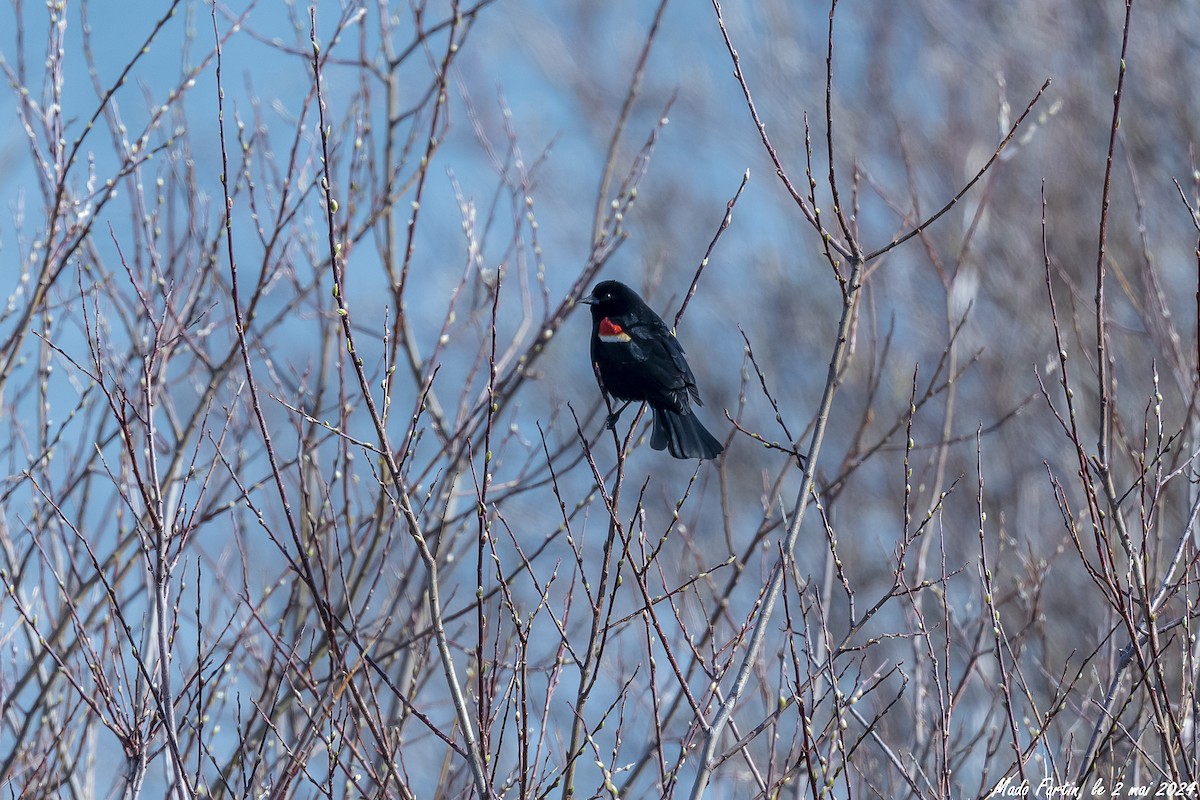 Red-winged Blackbird - ML618327924