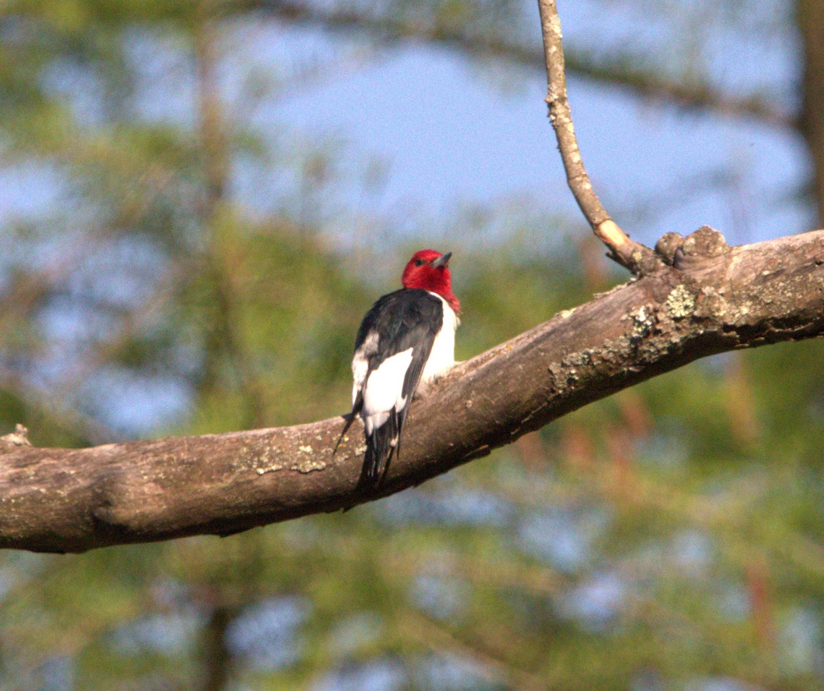 Red-headed Woodpecker - ML618327957