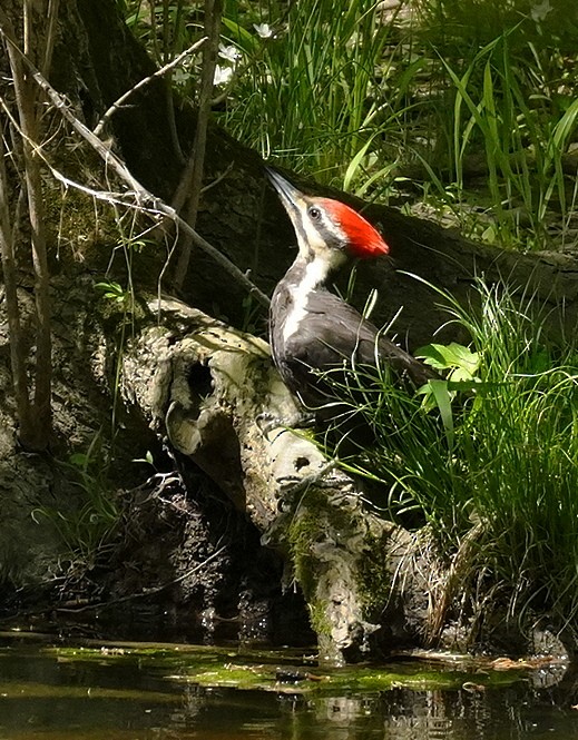 Pileated Woodpecker - ML618327959