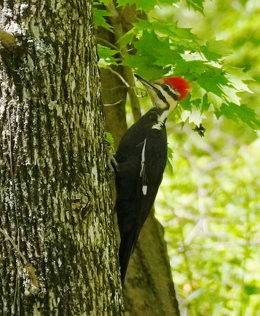 Pileated Woodpecker - ML618327966