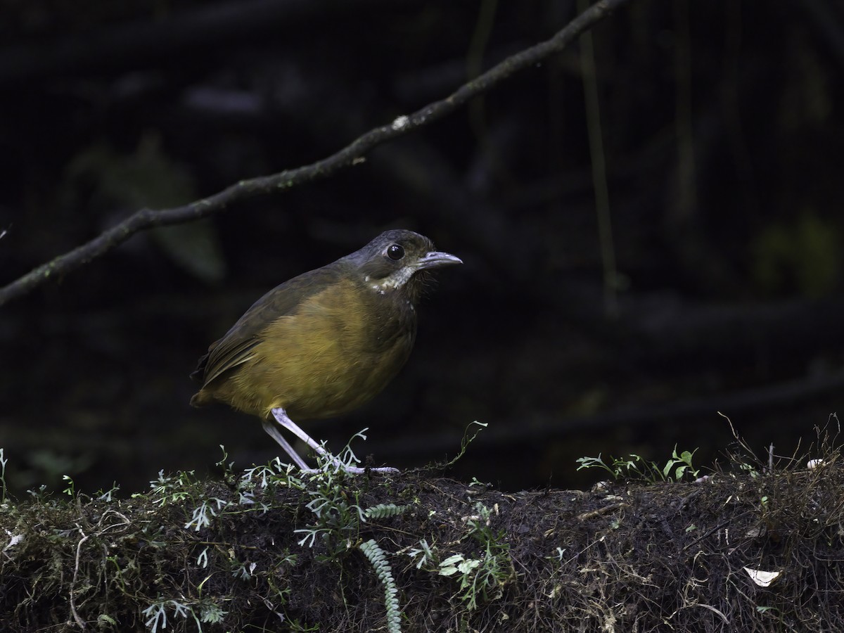 Moustached Antpitta - ML618327982