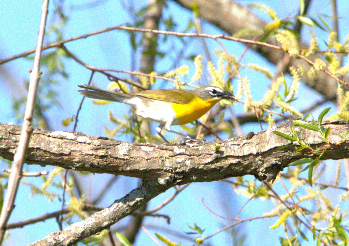 Yellow-breasted Chat - ML618327983