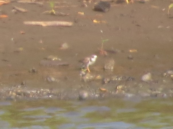 Semipalmated Plover - ML618327985