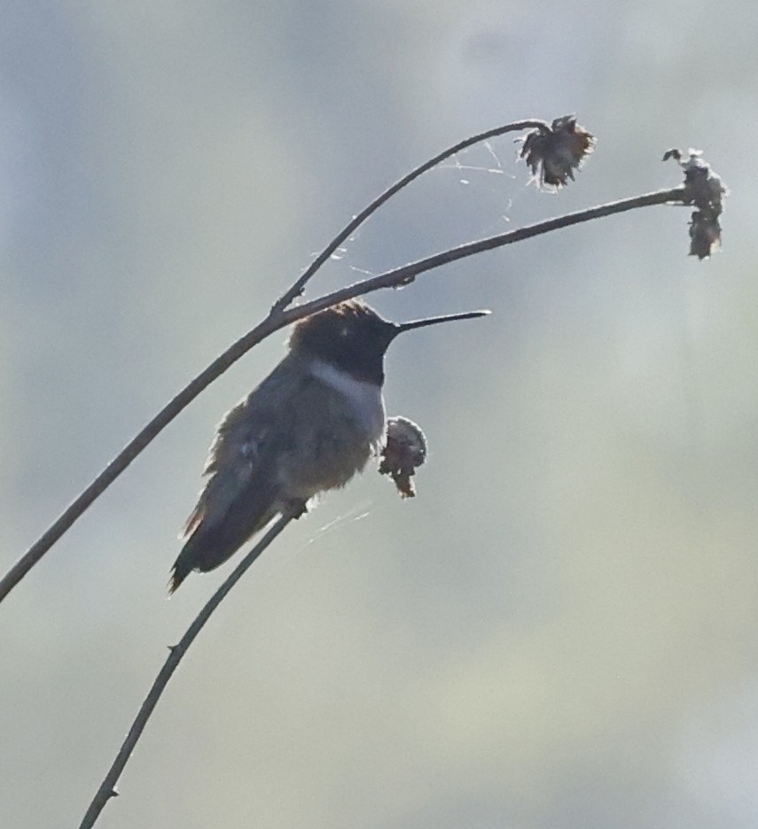 Black-chinned Hummingbird - ML618327992
