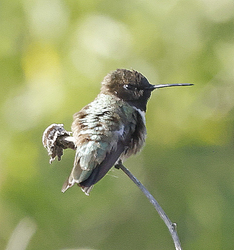 Black-chinned Hummingbird - ML618327993