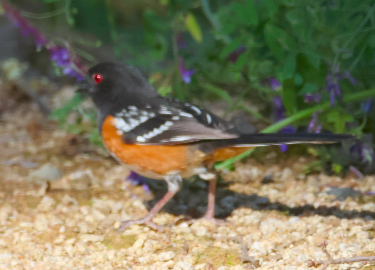 Spotted Towhee - Vince Folsom