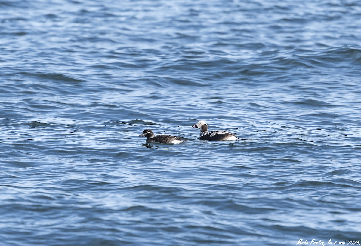 Long-tailed Duck - ML618328016