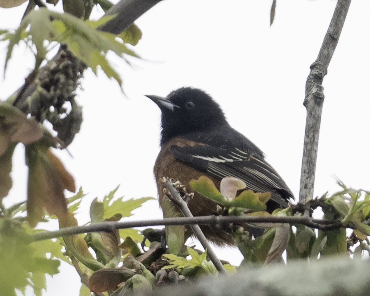 Orchard Oriole - ML618328018