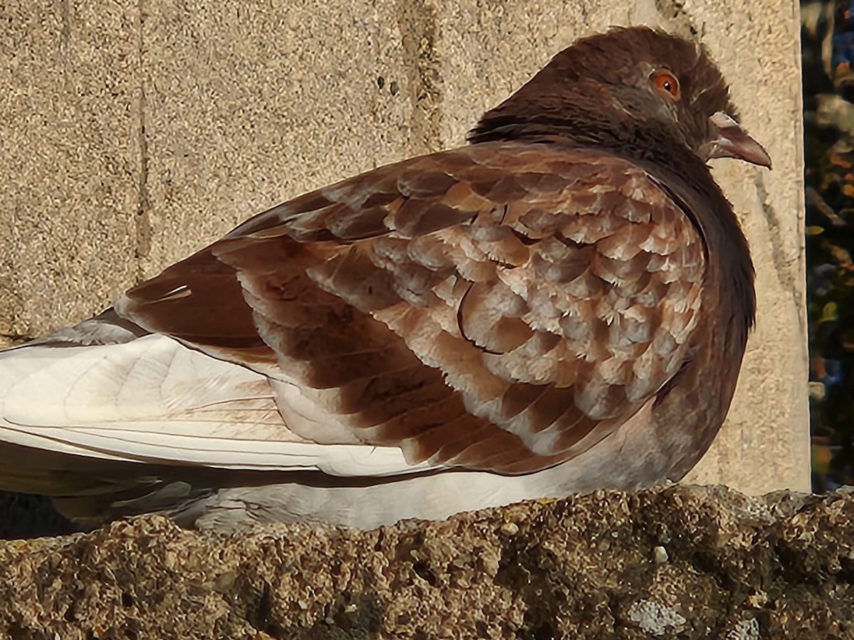 Rock Pigeon (Feral Pigeon) - ML618328047