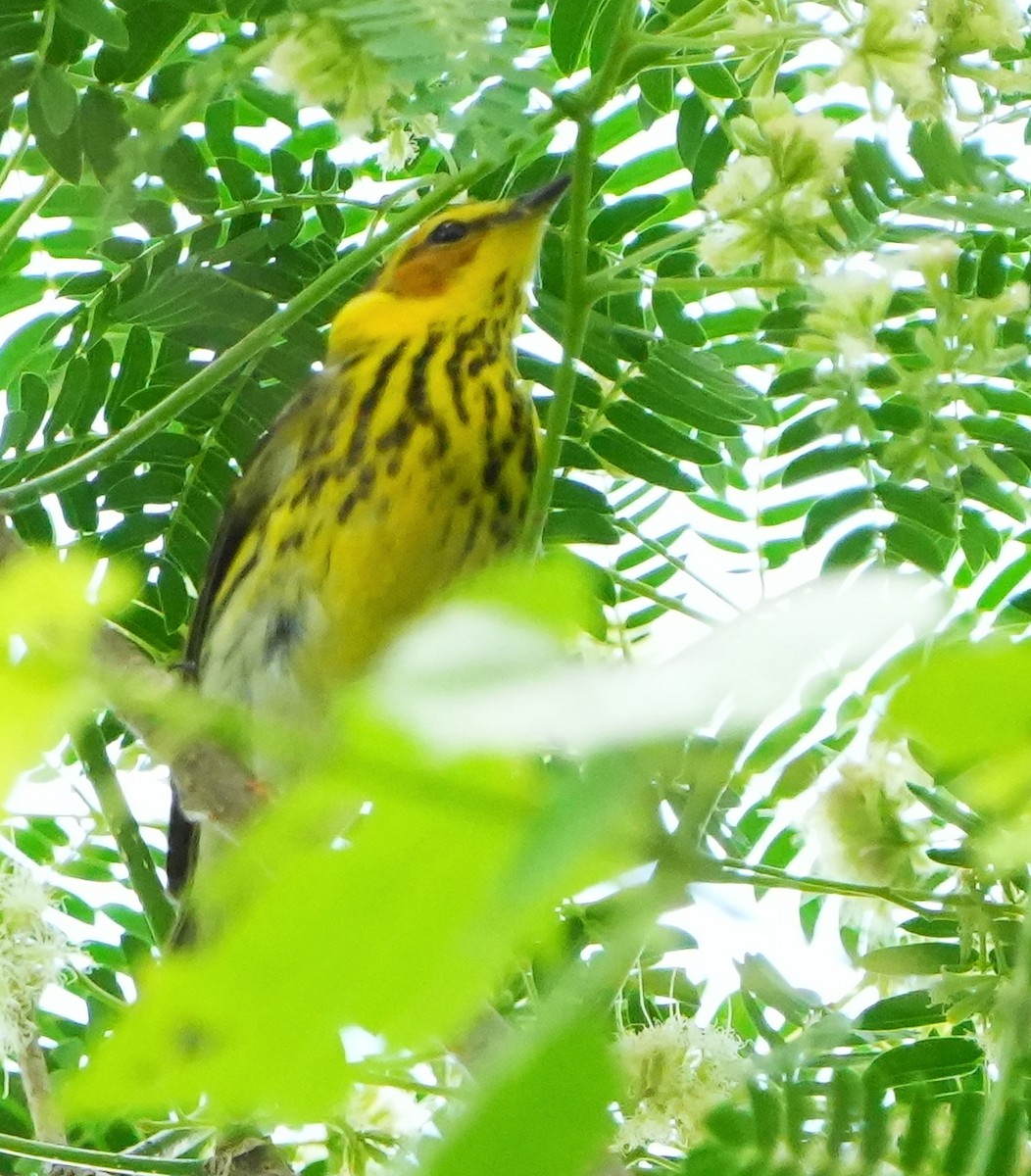 Cape May Warbler - Dave Bowman
