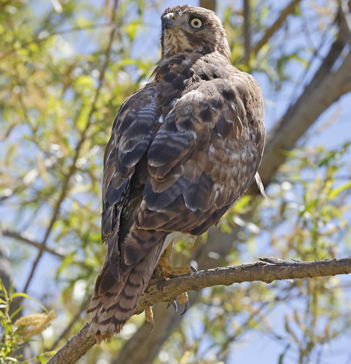 Red-tailed Hawk - ML618328095