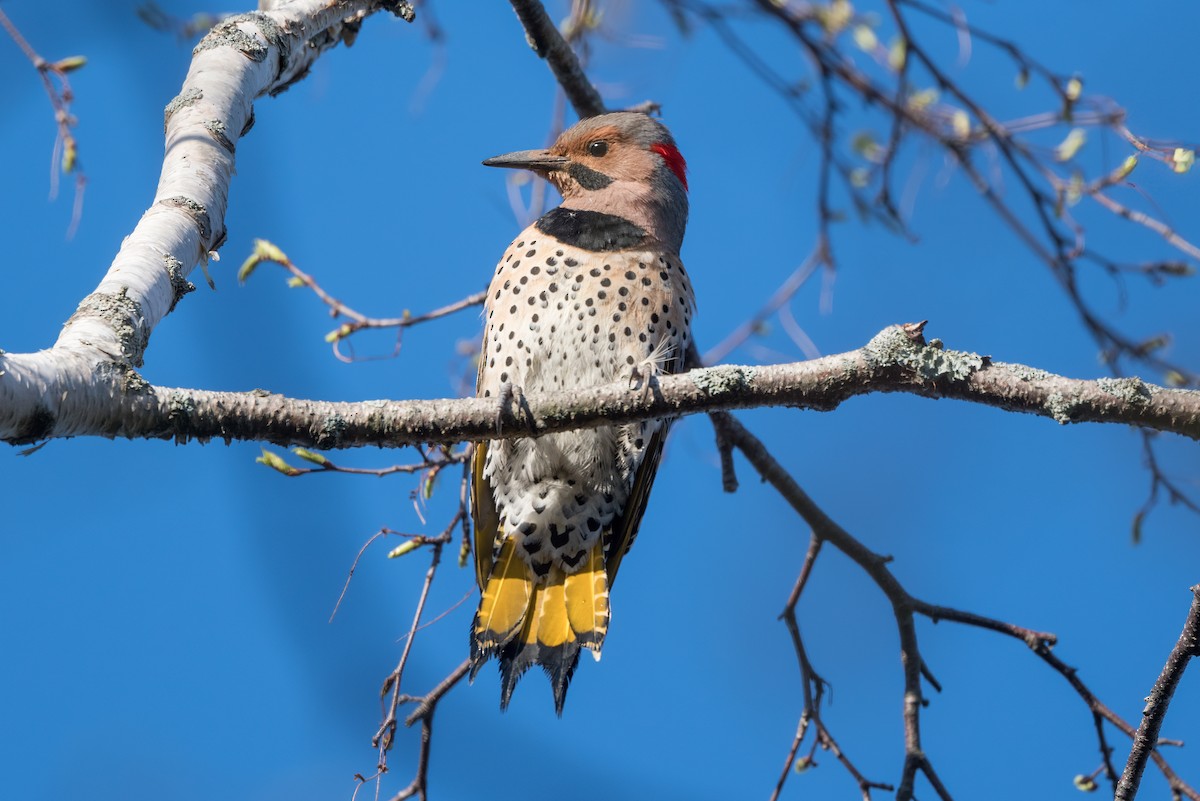 Northern Flicker (Yellow-shafted) - ML618328166