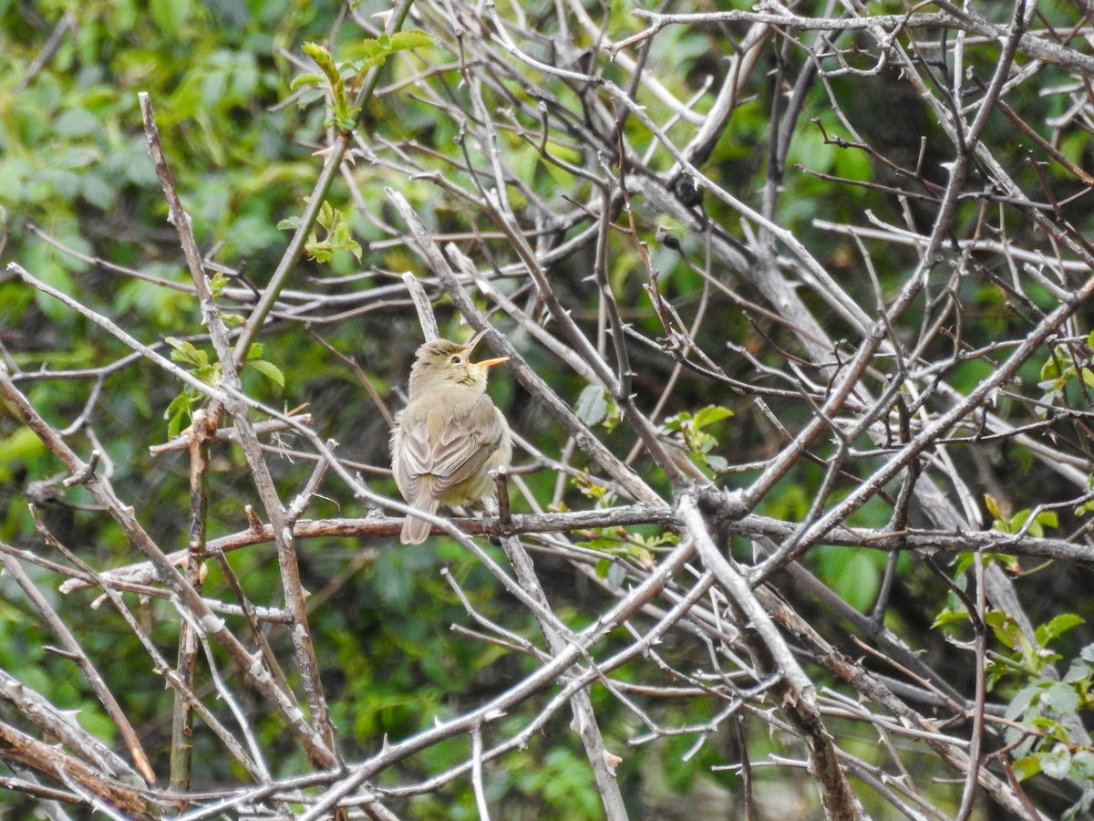 Melodious Warbler - ML618328178