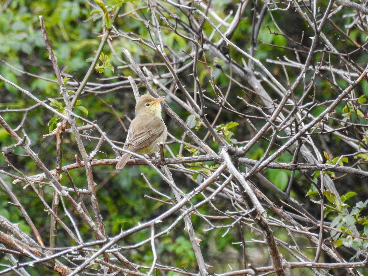 Melodious Warbler - ML618328179