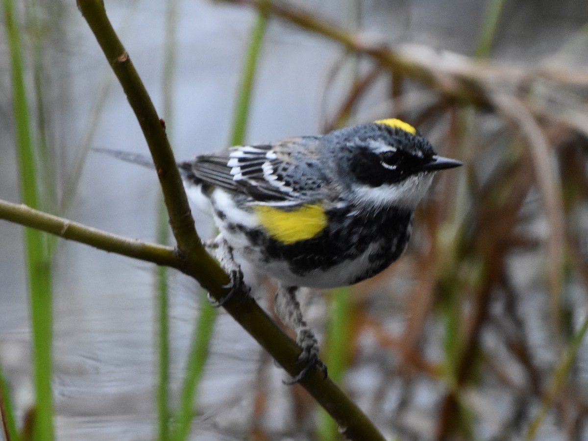 Yellow-rumped Warbler - Jada Fitch