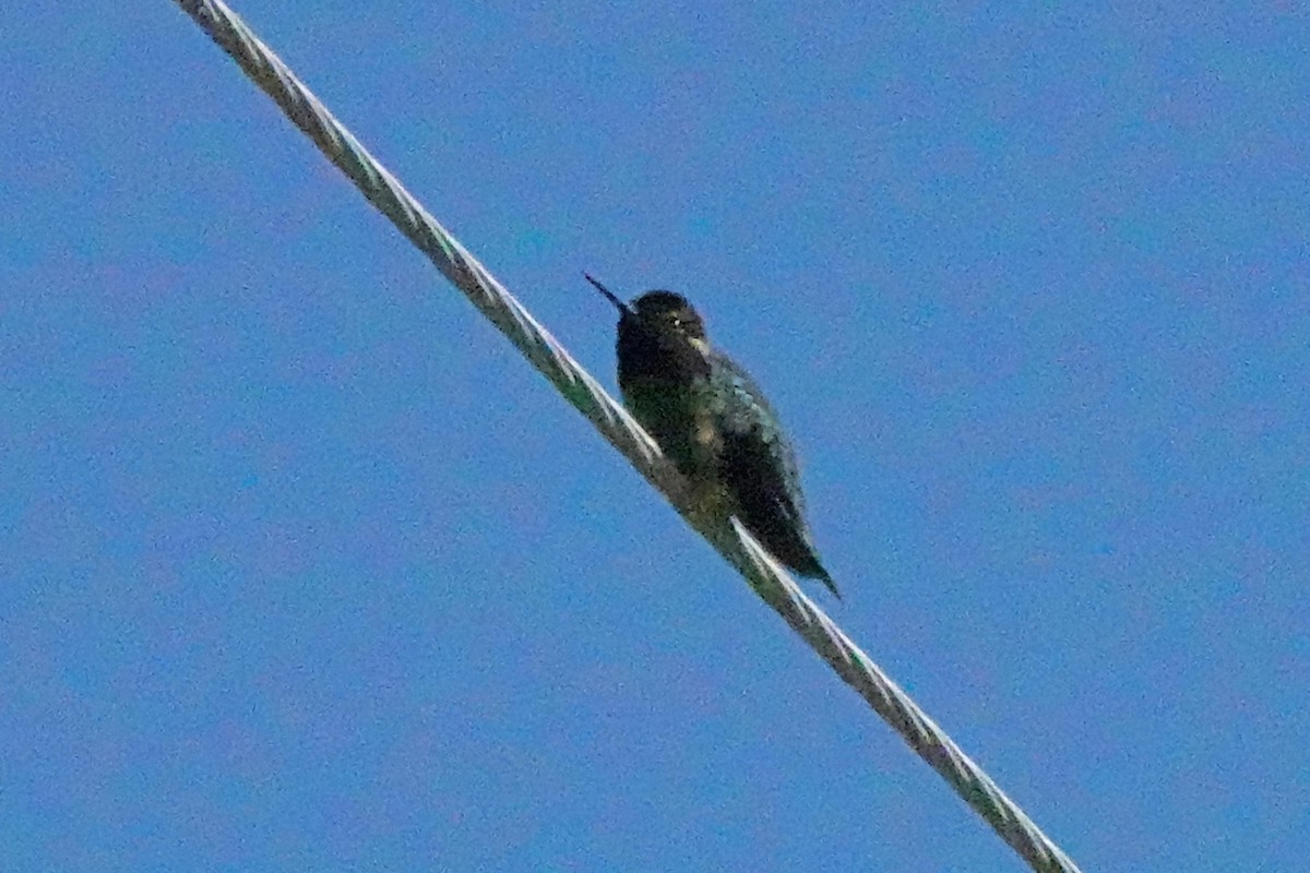 Anna's Hummingbird - ML618328204