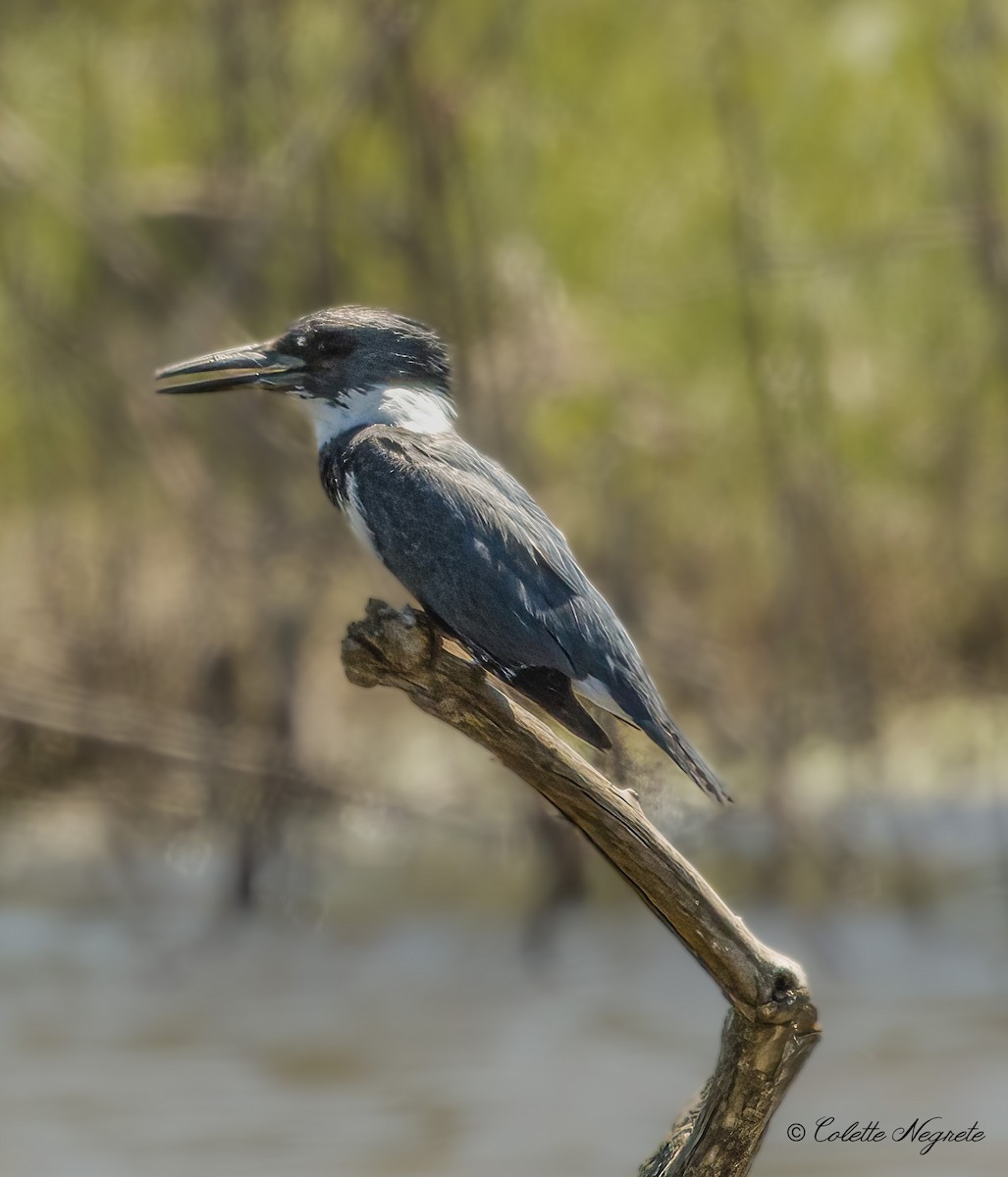 Belted Kingfisher - ML618328215
