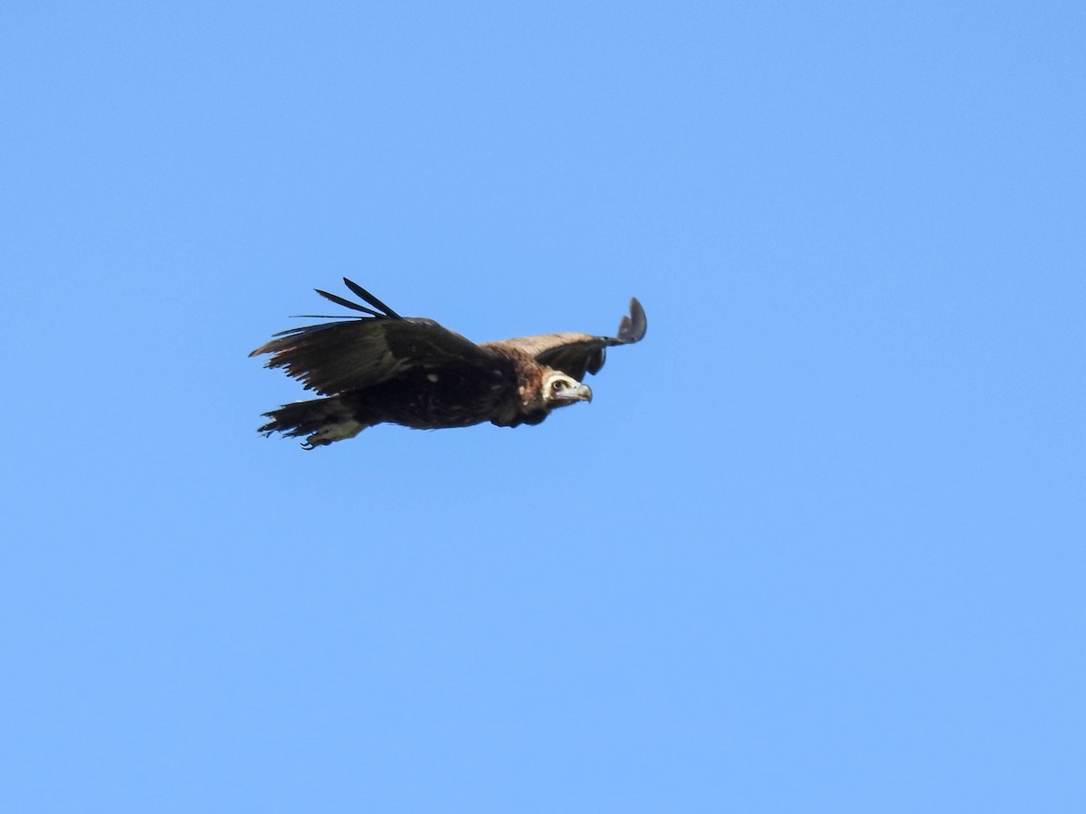 Cinereous Vulture - ML618328224