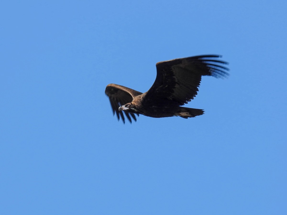 Cinereous Vulture - ML618328225