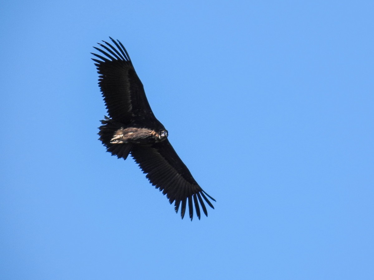 Cinereous Vulture - Edu Gómez Llanos