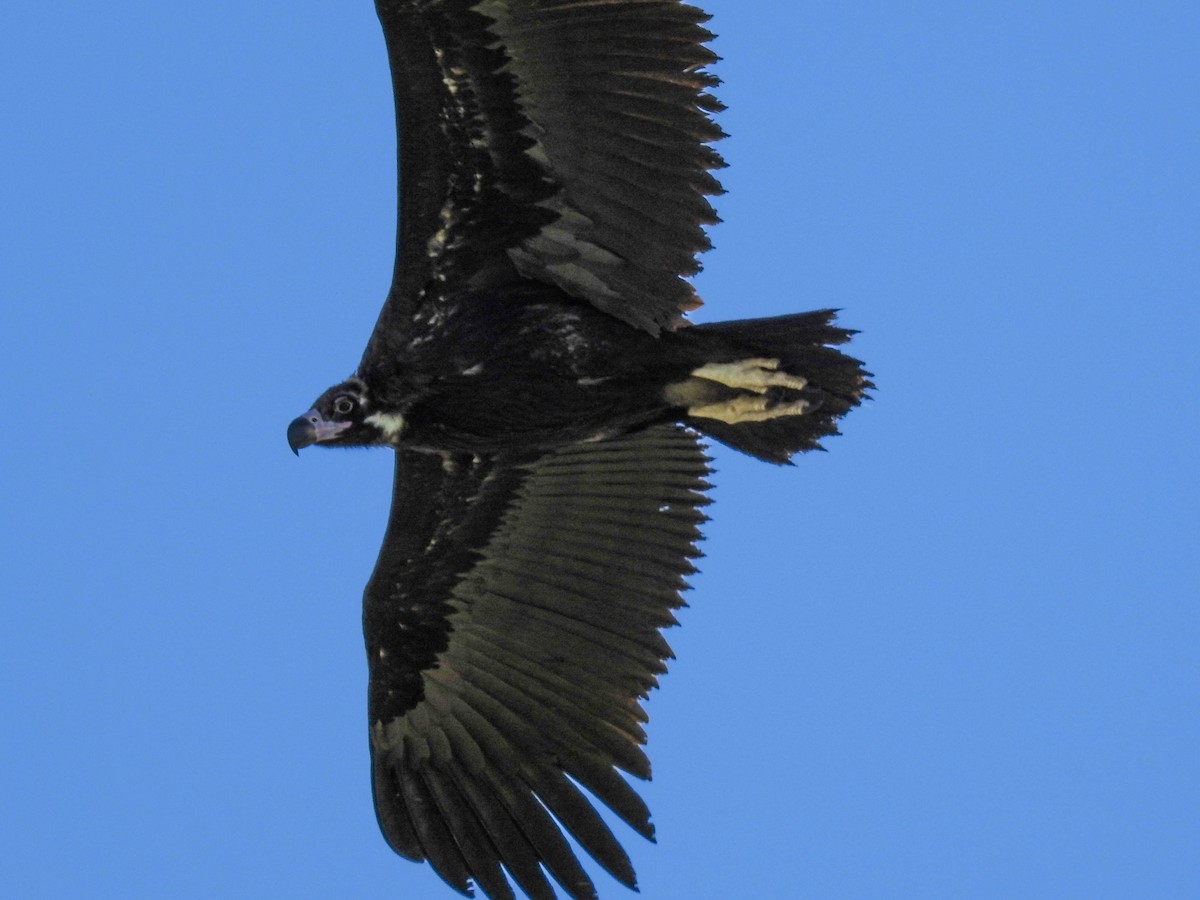 Cinereous Vulture - ML618328228