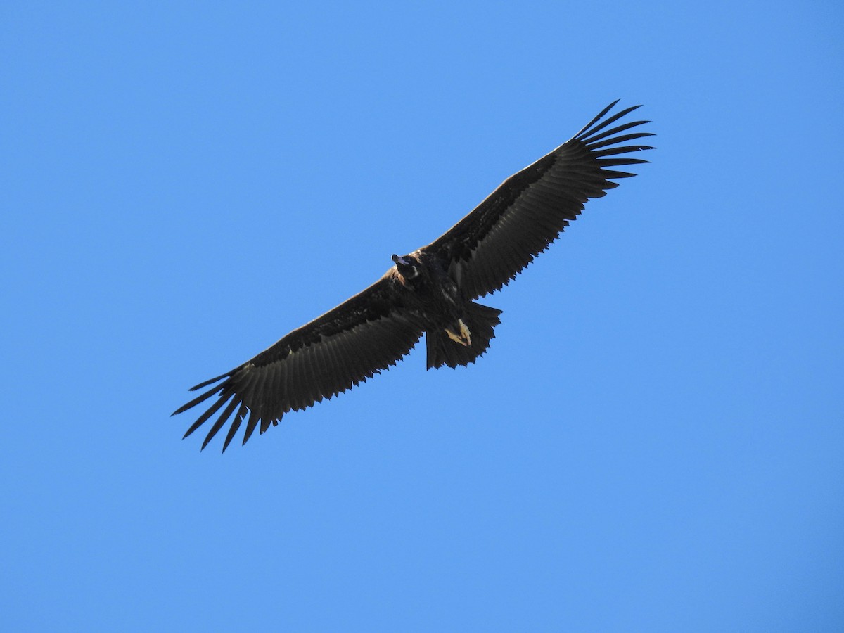 Cinereous Vulture - ML618328229