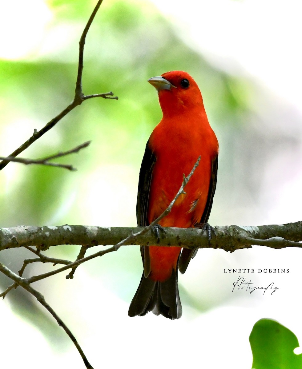 Scarlet Tanager - ML618328252