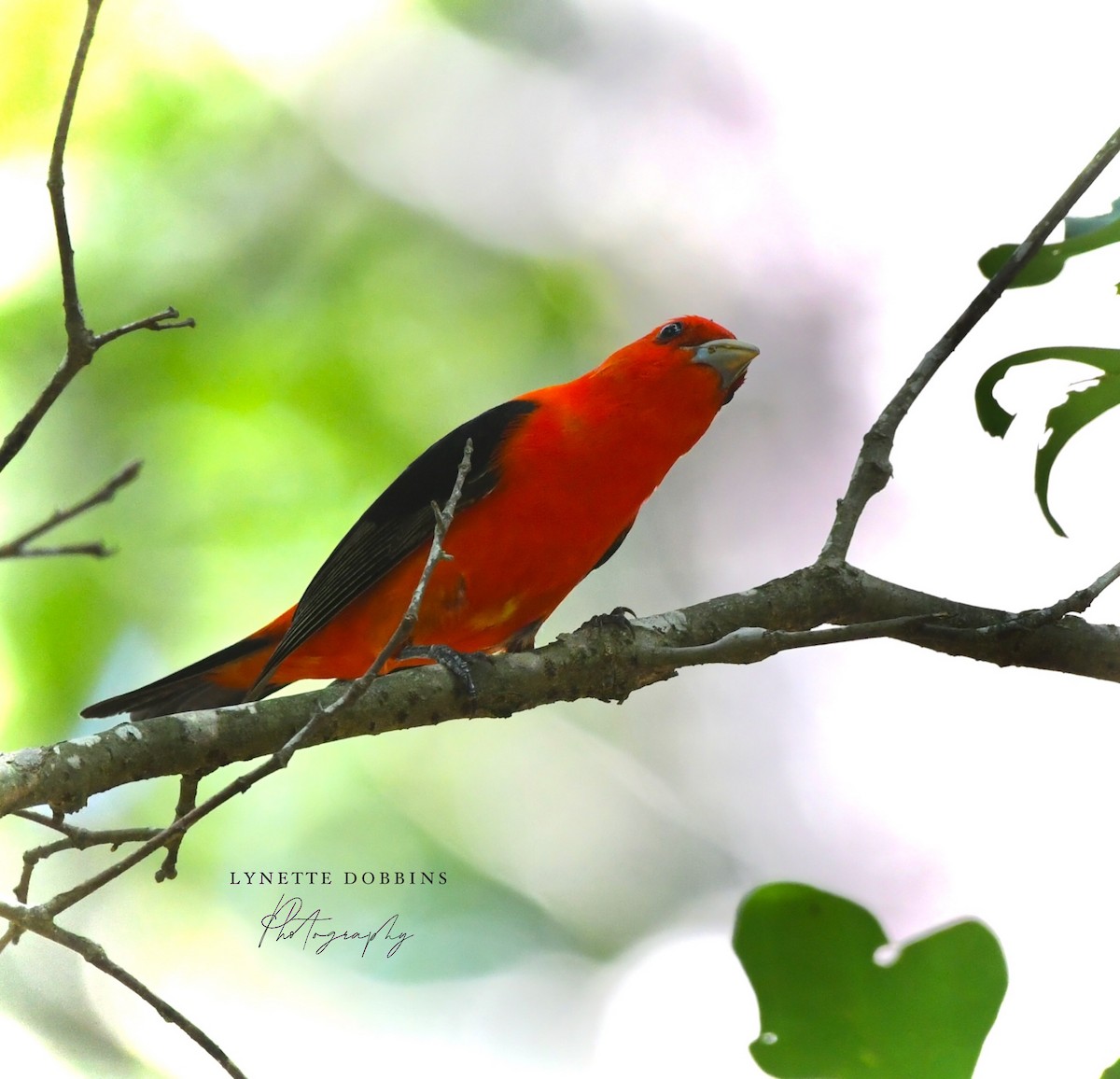 Scarlet Tanager - ML618328253