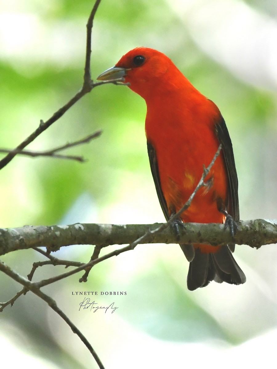 Scarlet Tanager - ML618328254
