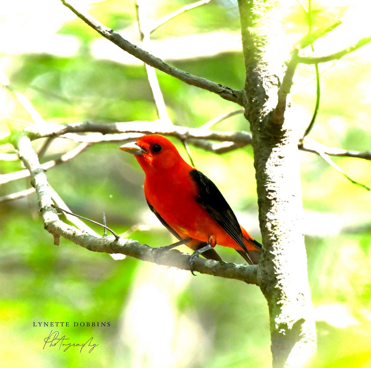 Scarlet Tanager - ML618328255