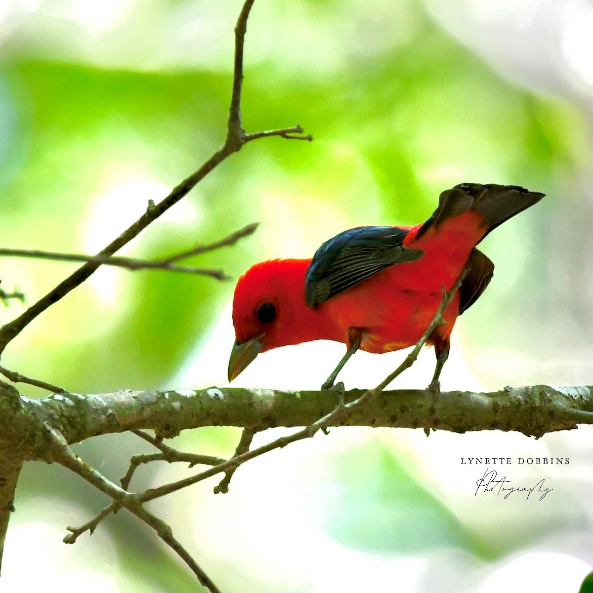Scarlet Tanager - ML618328257