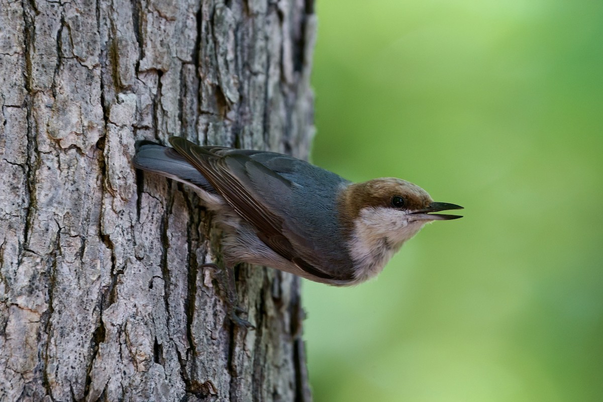 Brown-headed Nuthatch - ML618328325