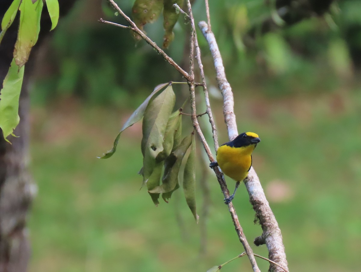 Yellow-throated Euphonia - Stephen Younger