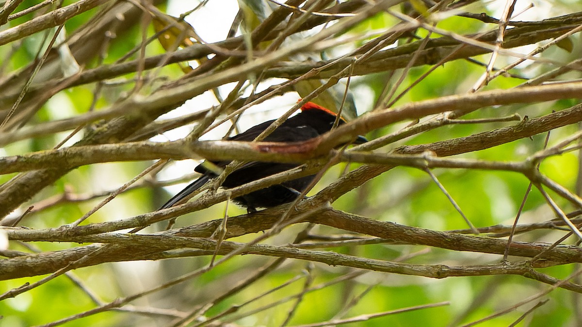 Flame-crested Tanager (Flame-crested) - ML618328347