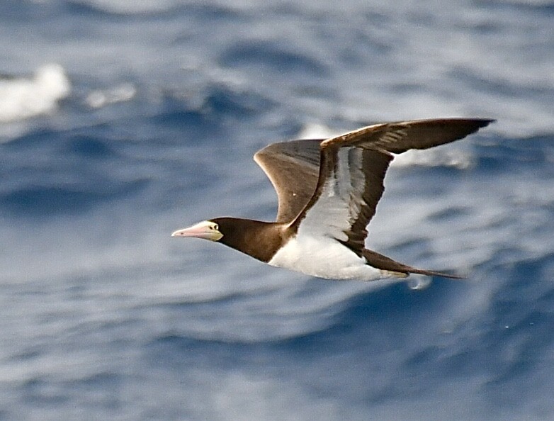 Brown Booby - ML618328350
