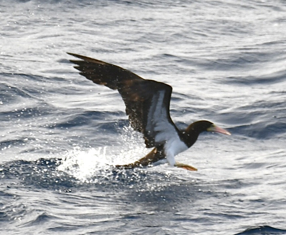 Brown Booby - ML618328351